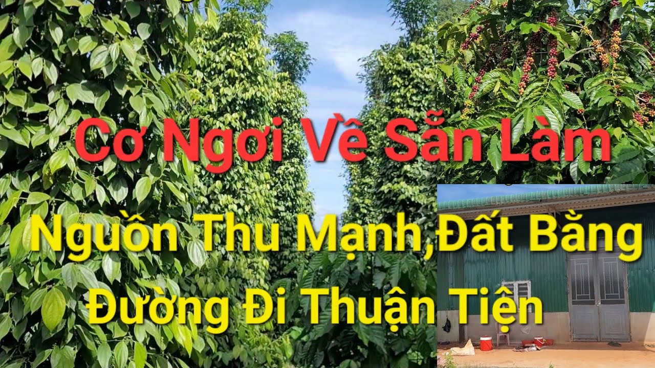 (Số 25)Vườn Tiêu Ngay Trung Tâm Xã Bám Mặt Đường Ngay Trung Tâm #nhadatdaknong #bđs #datre 