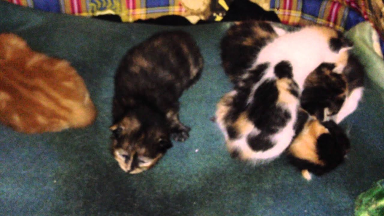 Petits chatons mignons