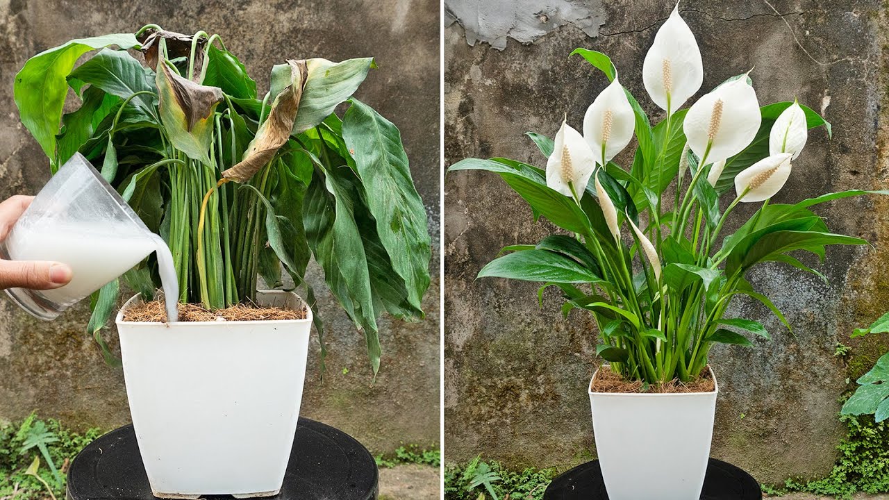 Amazing result, Grow peace lily with 1 cup of rice flour | so many flowers explode