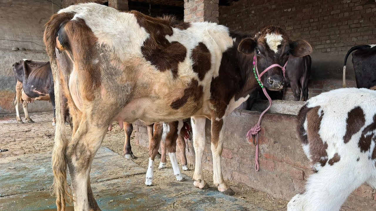 6 ਤਾਜ਼ੀਆਂ ਸੂਈਆਂ ਗਾਵਾਂ 👌🏻🔥ਘੱਟ ਰੇਟ 😱🔥Bawa dairy farm 