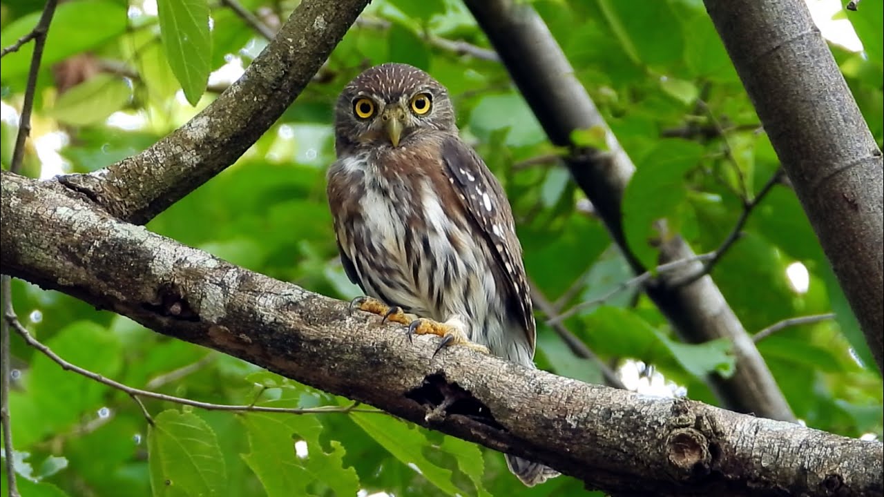 Ferruginous Pygmy Owl Calling