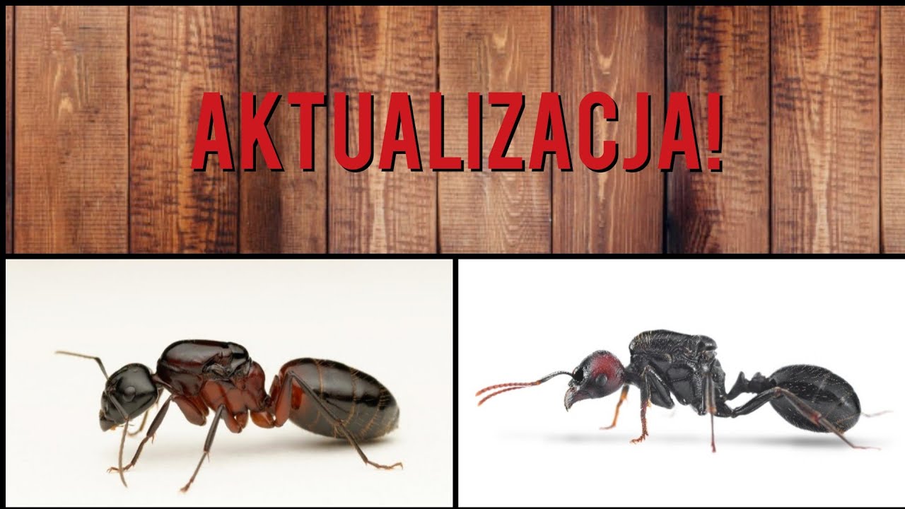 Aktualizacja!-Camponotus Ligniperda i nowa probówka dla Messor.