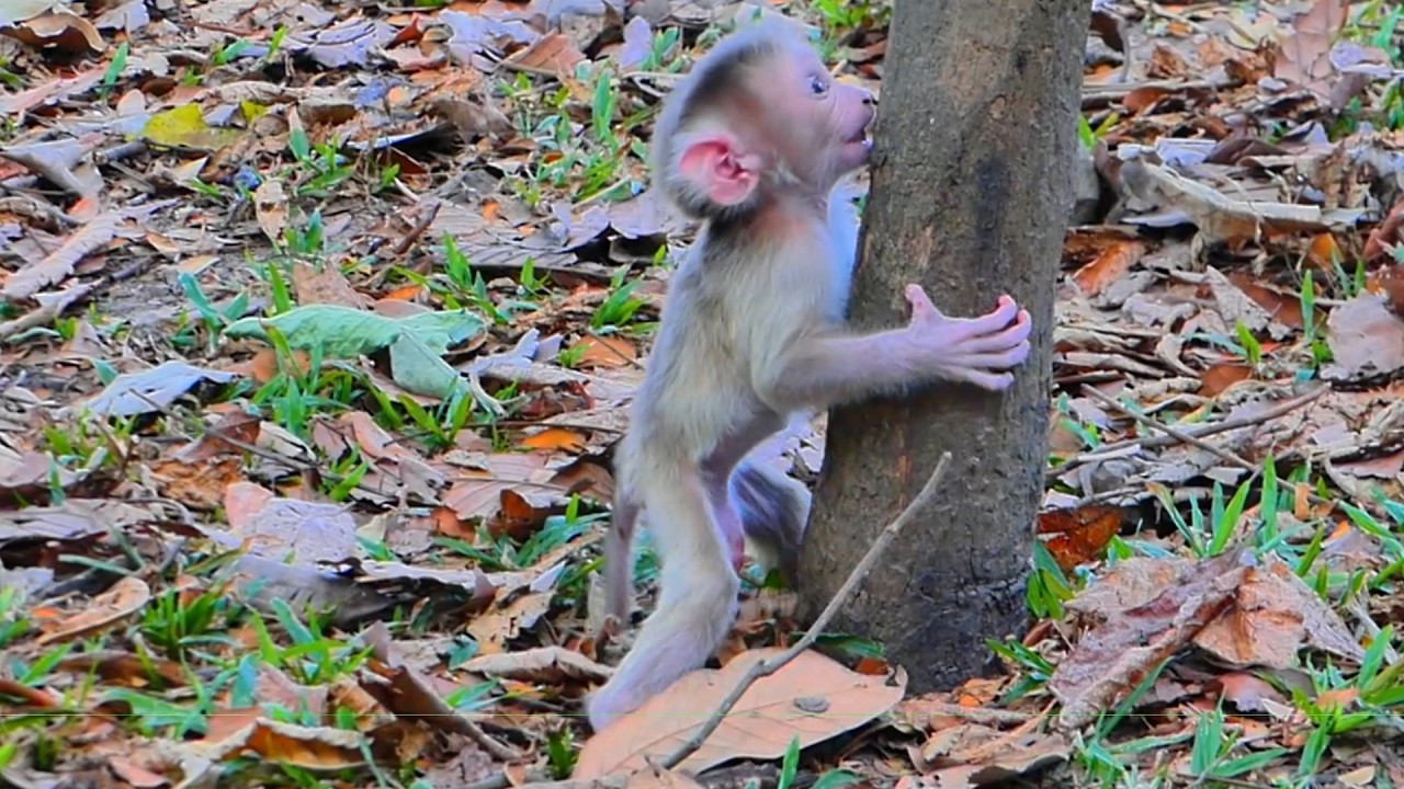 Amazing Baby Monkey Levy Walks Step by Step and Tries to Climb a Tree🐒💞 First Time by Himself