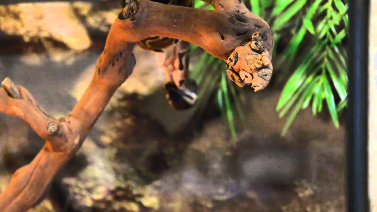Premier repas du serpent de Mael, un b&eacute;b&eacute; python