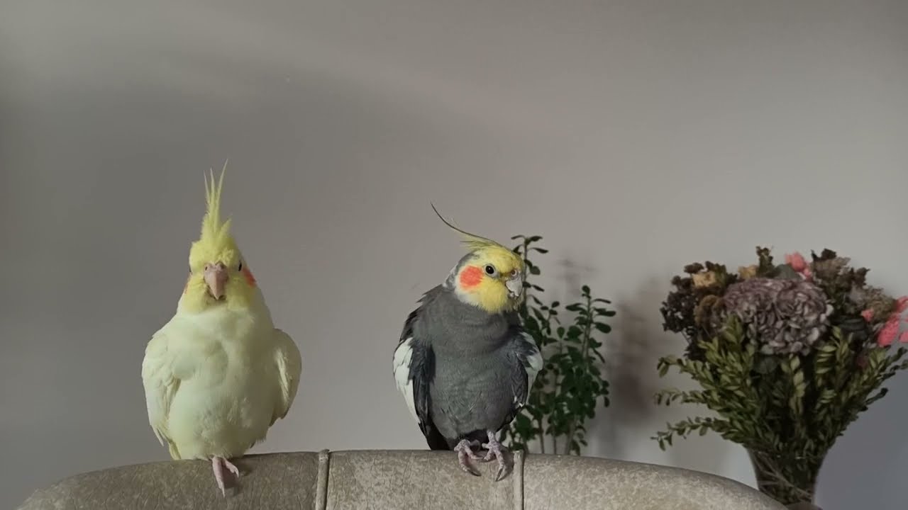 Calm Down Your Bird, Shooting Zen Music for Cockatiels and Parrots