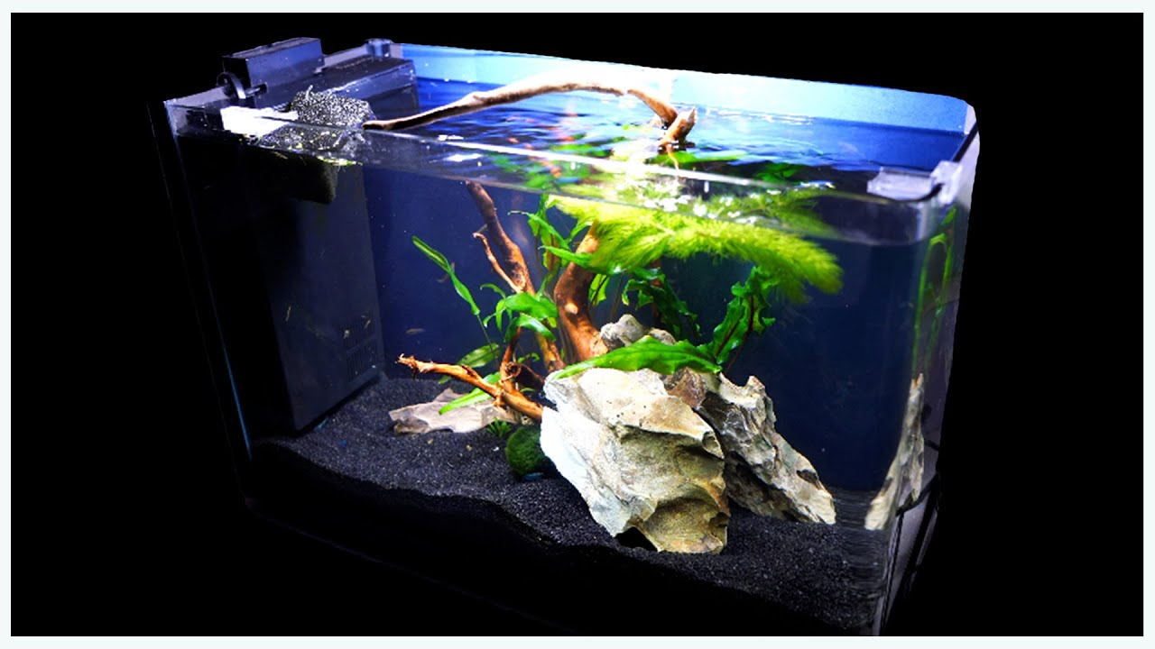 5 Gallon Aquatop Aquarium Aquascape | Fun Stocking Ideas for a 5 Gallon Tank!