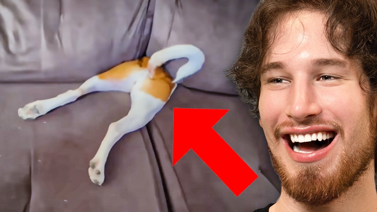 **DON'T** Get This Dog
