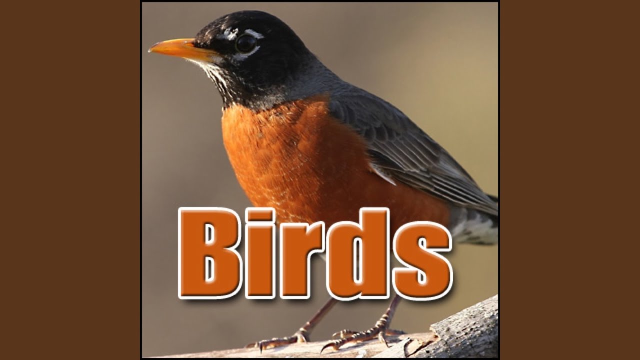 Bird, Hawk - Great Black Hawk: Calling, Birds
