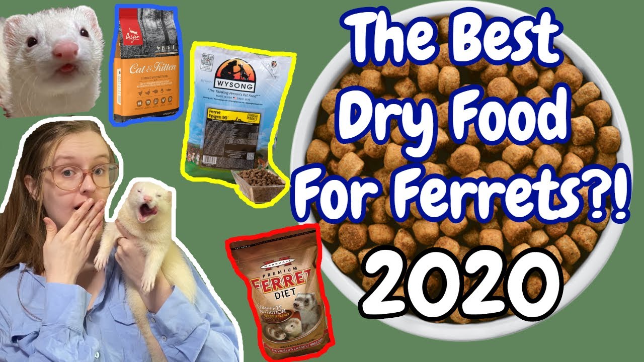 THE BEST DRY FOOD FOR FERRETS? 2020 | Pazuandfriends