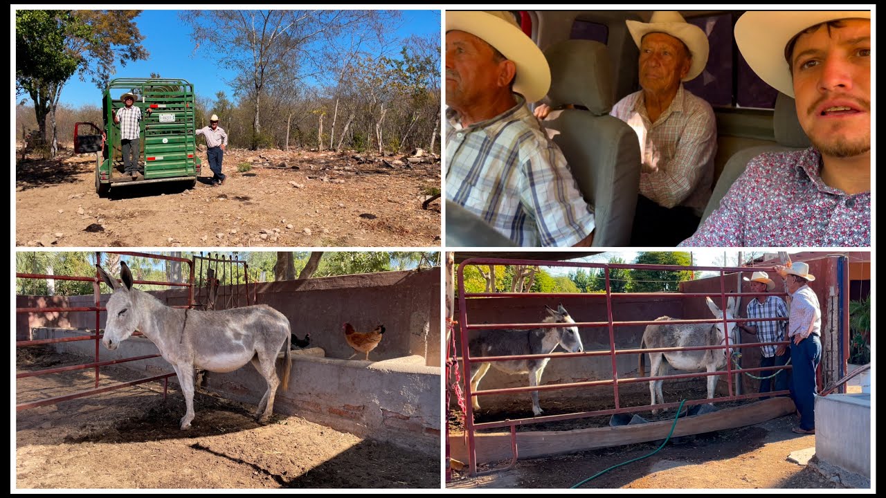 LLEGARON DOS BURRITAS PINTAS A LA CUADRA DEL RANCHERO95🐴🐜 #ranchero95