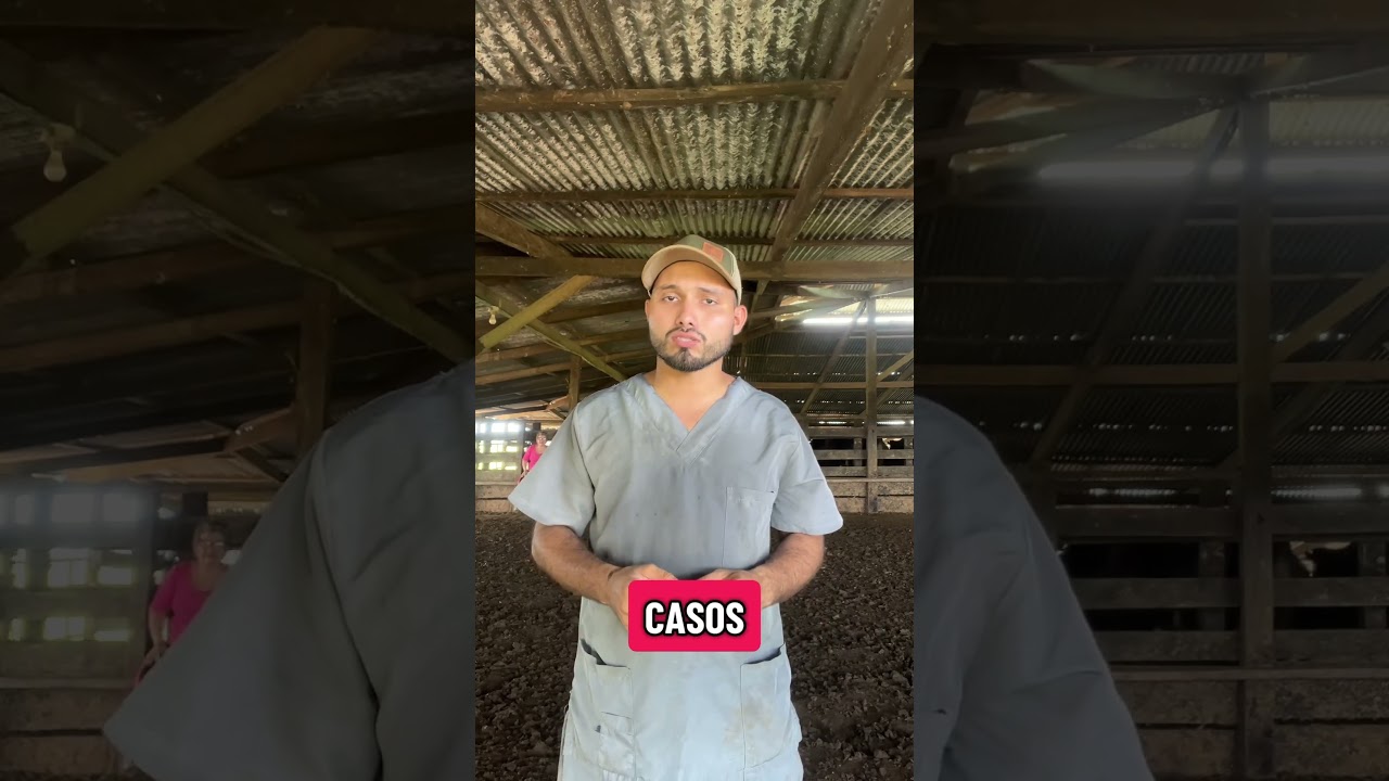 Clostridioses en vacas pierna negra enterotoxemia 🤠 ojo