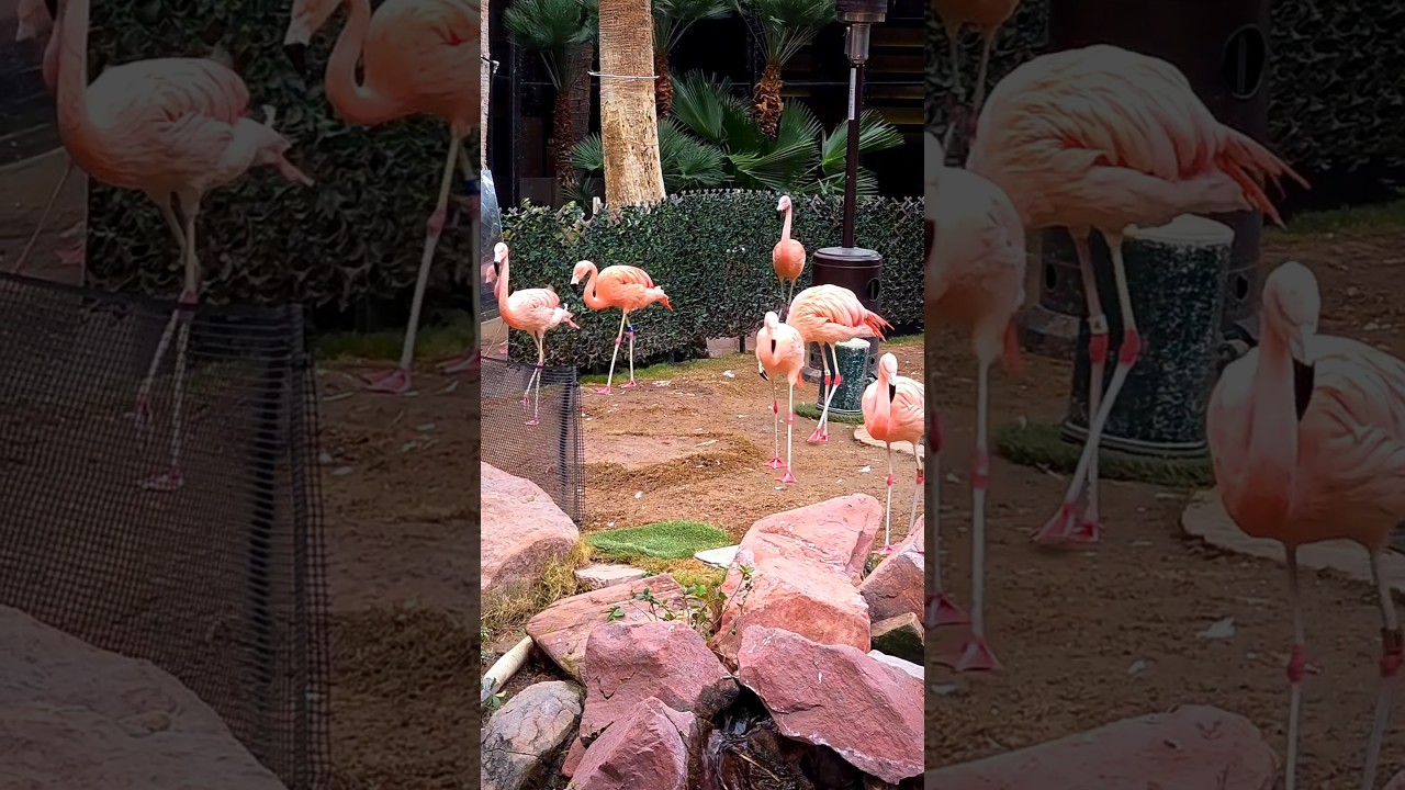 Flamingo Wildlife Habitat | Las Vegas