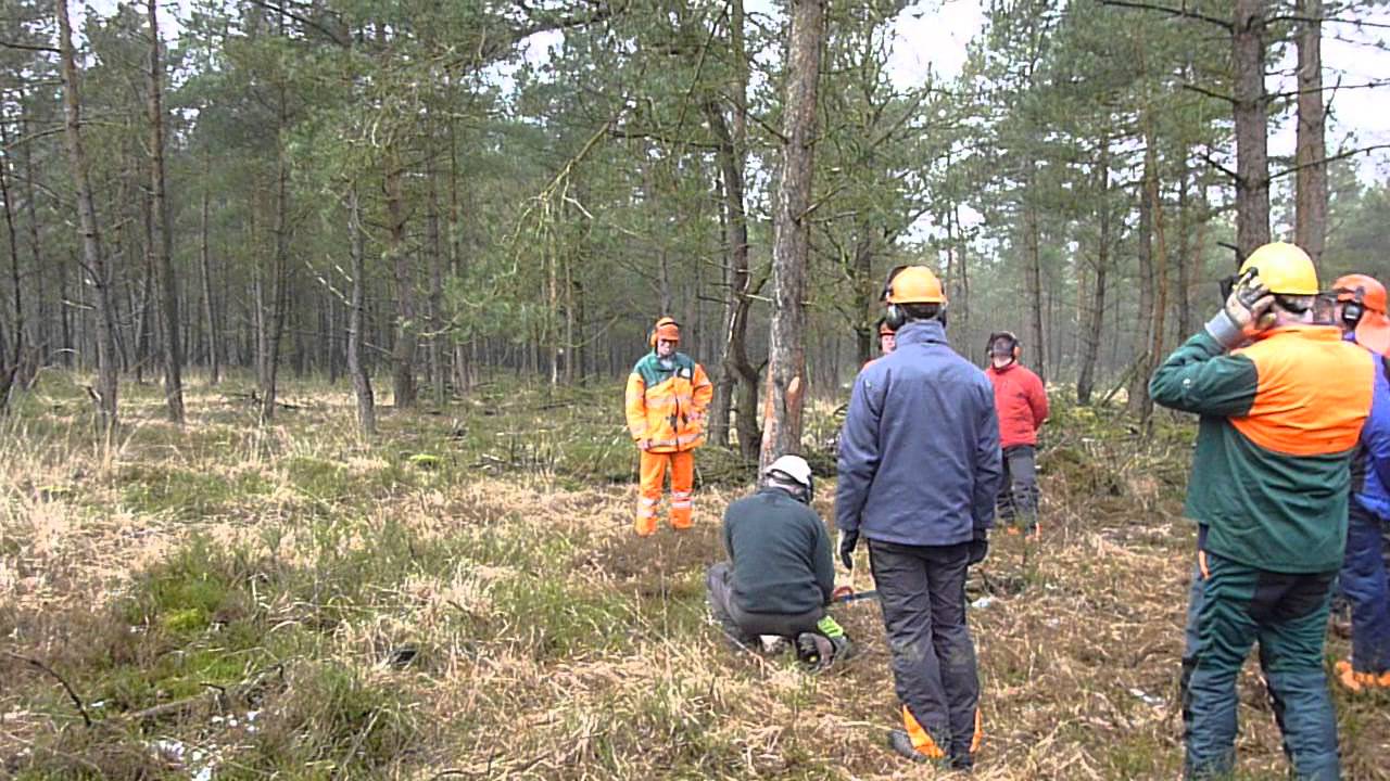 bomen vellen bij IPC