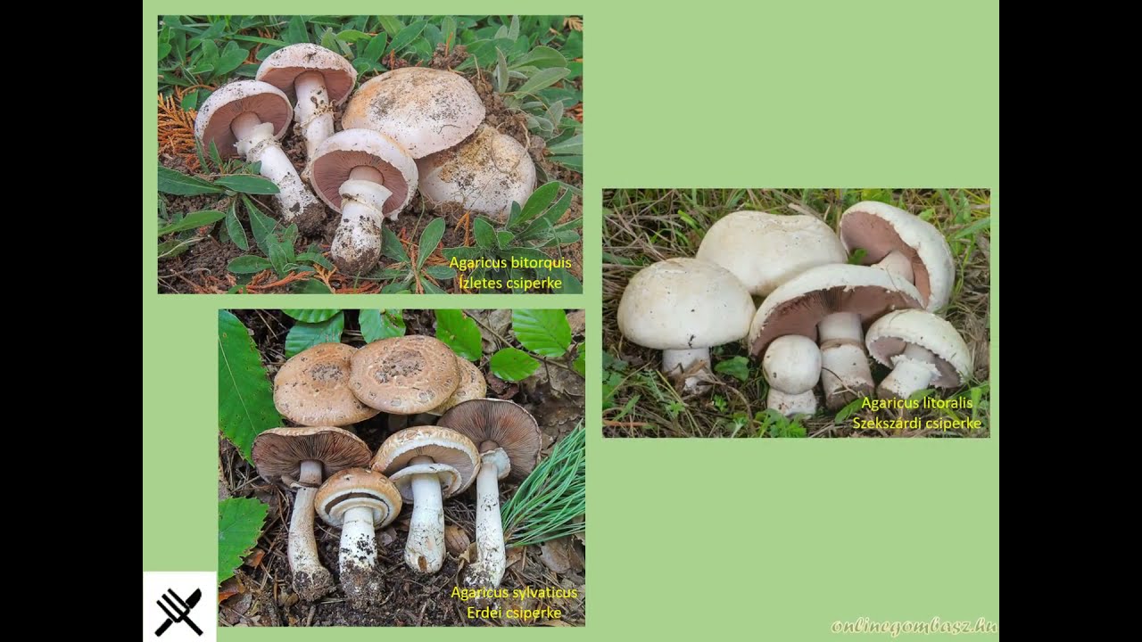 Csiperke &ouml;sszefoglal&oacute; avagy melyik ehető