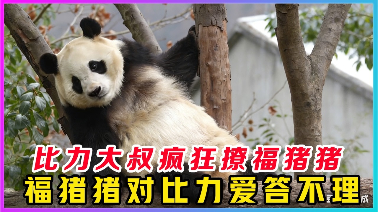 260319001比力狂撩福宝，猫界撩妹技术哪家强，一代更比一代强，原以为走了一个流氓小熊水大宝，谁曾想又搬来一个撩妹高手比力叔，一大早对着福猪猪疯狂比爱心。