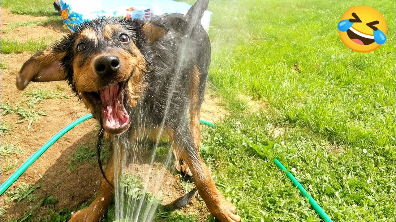 New Funny CATS and DOGS Clips 2025🐈🐕 Try Not To Laugh 🤣