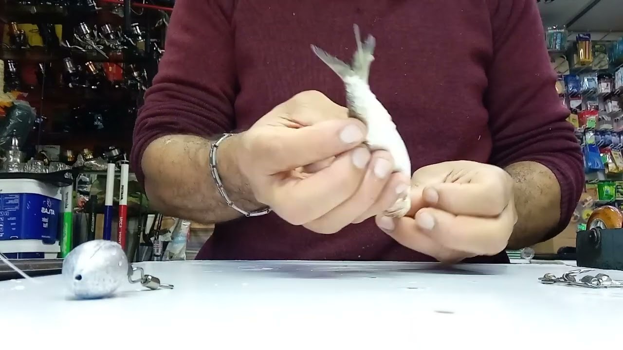 طريقة صيد سنور أو (لفرخ) بلقصبة معا بعض المعلومات المفيدة واتمنى أن نكون عند حسن ظنكم