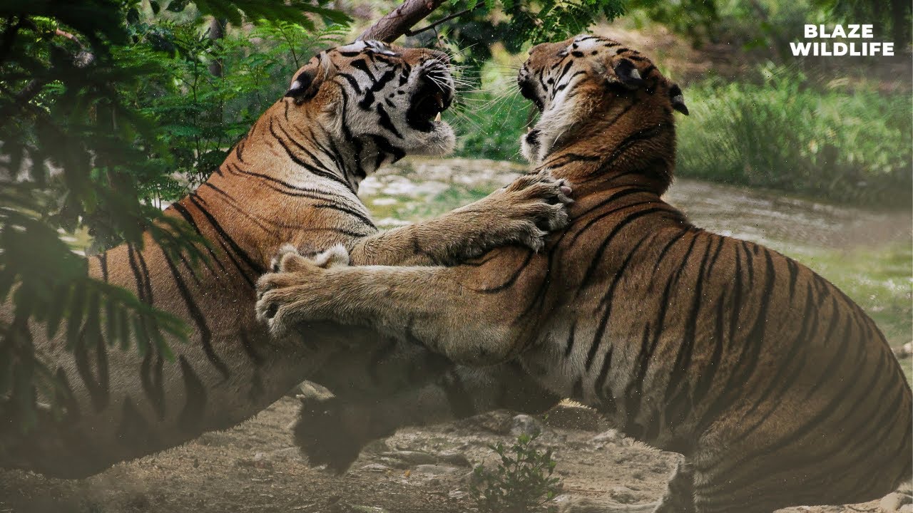 S3 E12: The Majestic South China Tiger 🌿🐅