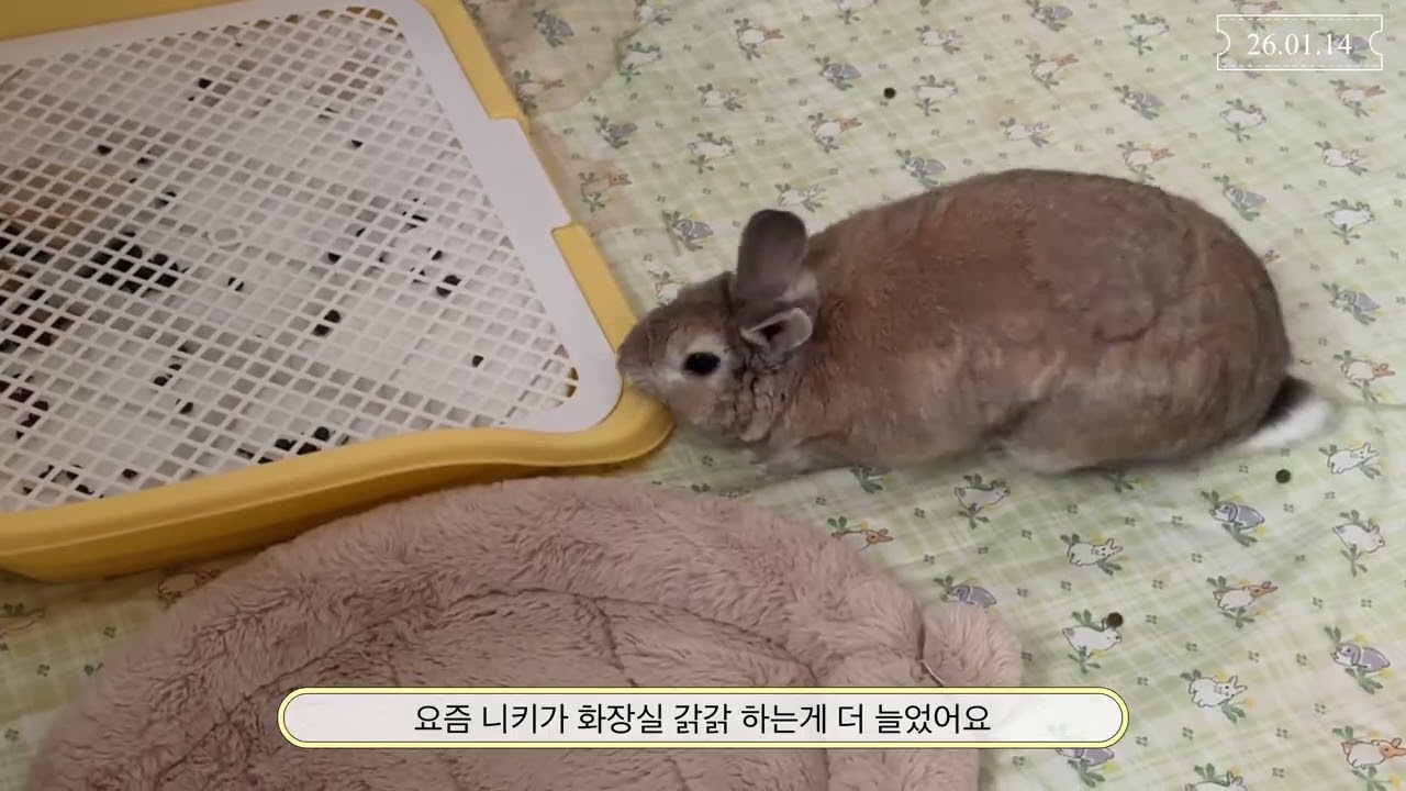 2026년 니키(늦었지만 새해 복 많이 받으세요)