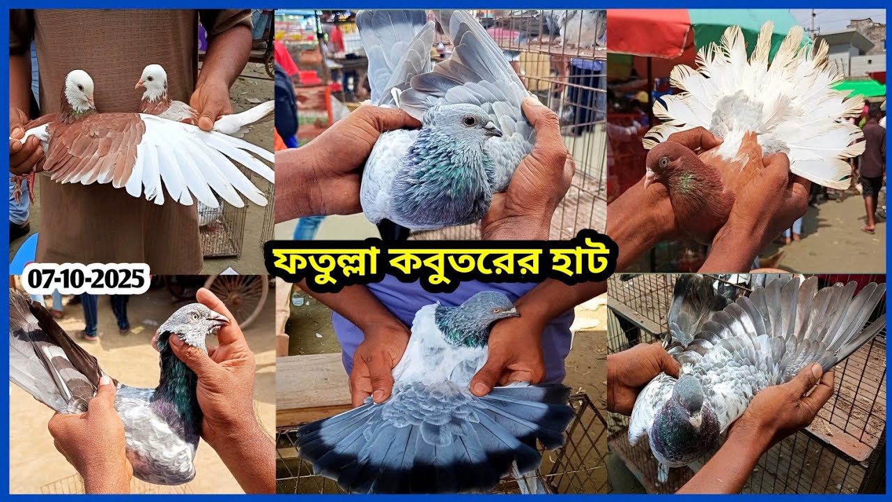 07-10-2025 ফতুল্লা কবুতরের হাট | Fatullah pigeon market price bd | কম দামে কবুতর | Kabutar price bd