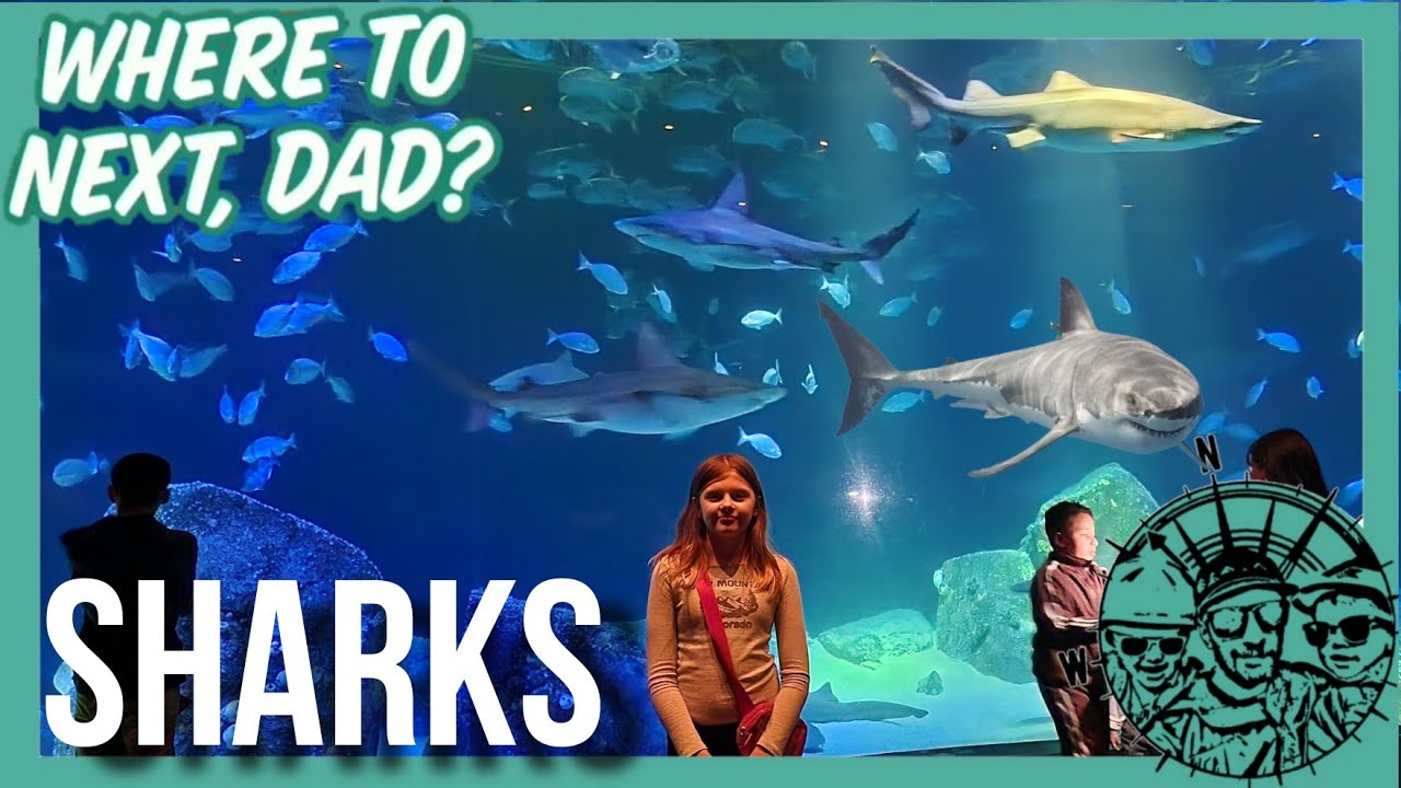 🧭 Visit to the New York Aquarium | Shark Tank in part 2 of 3 of this trip