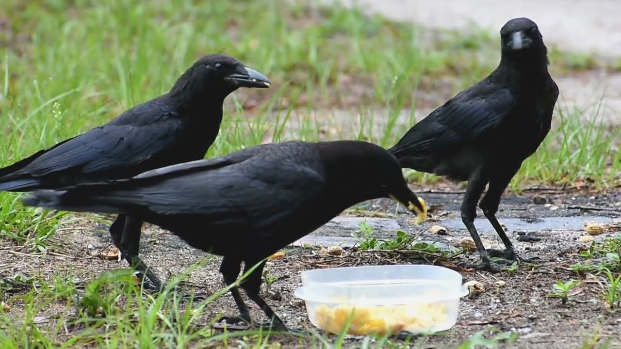 Crows Feeding 3