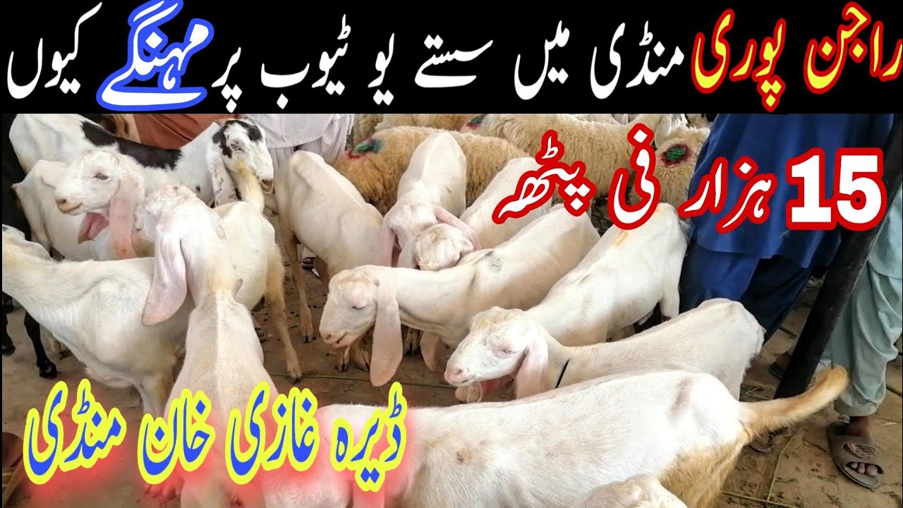 Dera Ghazi Khan Bakra Mandi || Rajinpuri Goats / Global Village Farming