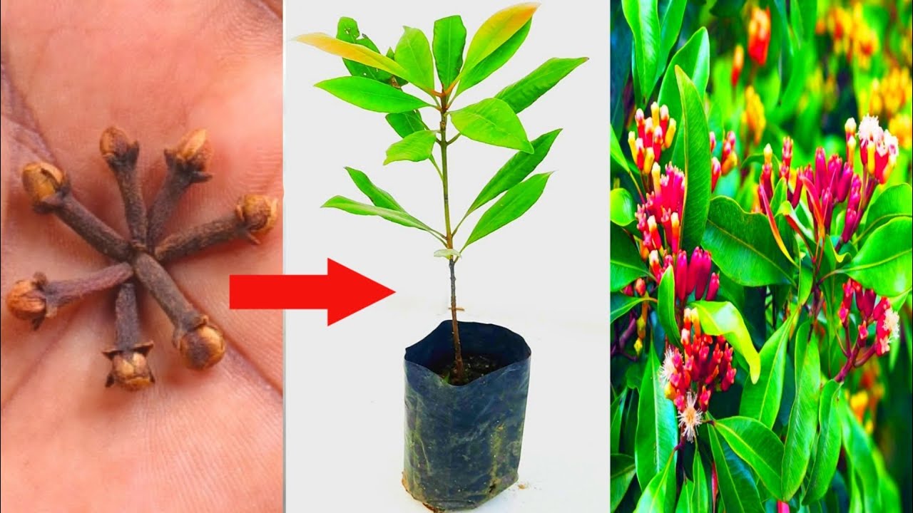 How to grow Clove Plants at home | Long ka podha Kaise ugaye | লং বা লবঙ্গ গাছের চারা তৈরি