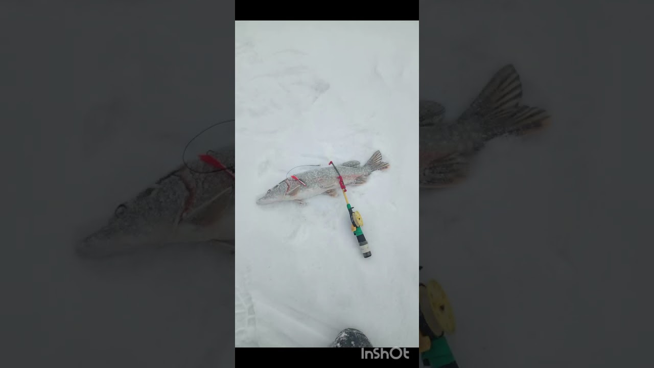 20 января 26 год. Павлодар. 