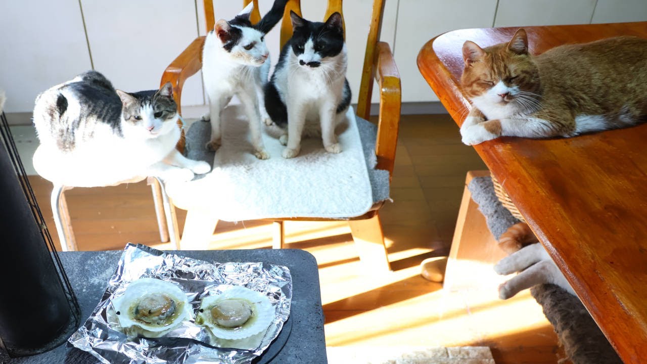 薪ストーブで焼くホタテと猫たち　250212