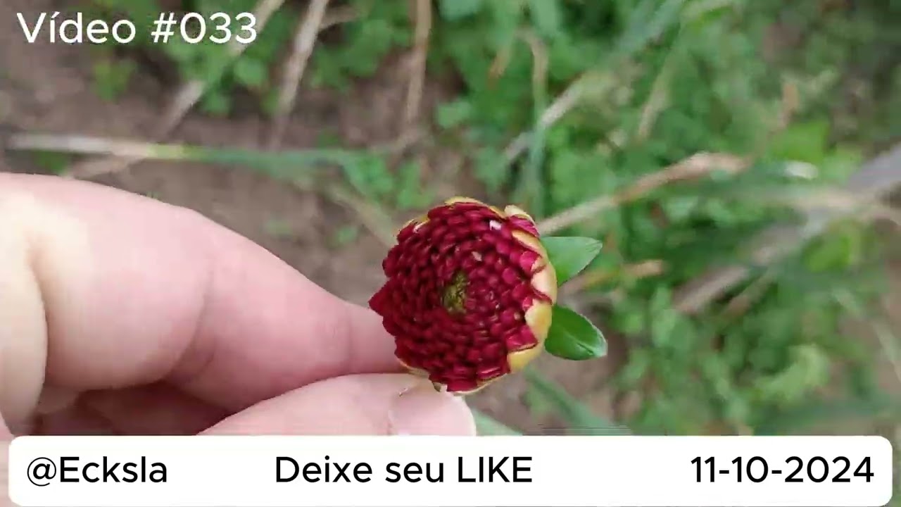 #033 Mostrando o jardim