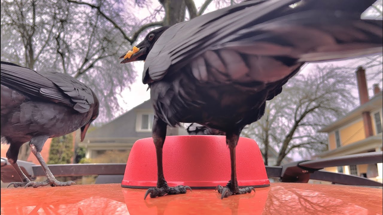 Crow Cam: My Beautiful Friends