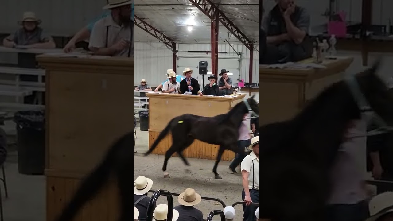 11 yr old auctioneers at Middlefield Ohio standardbred driving horse sale. May 28 2022