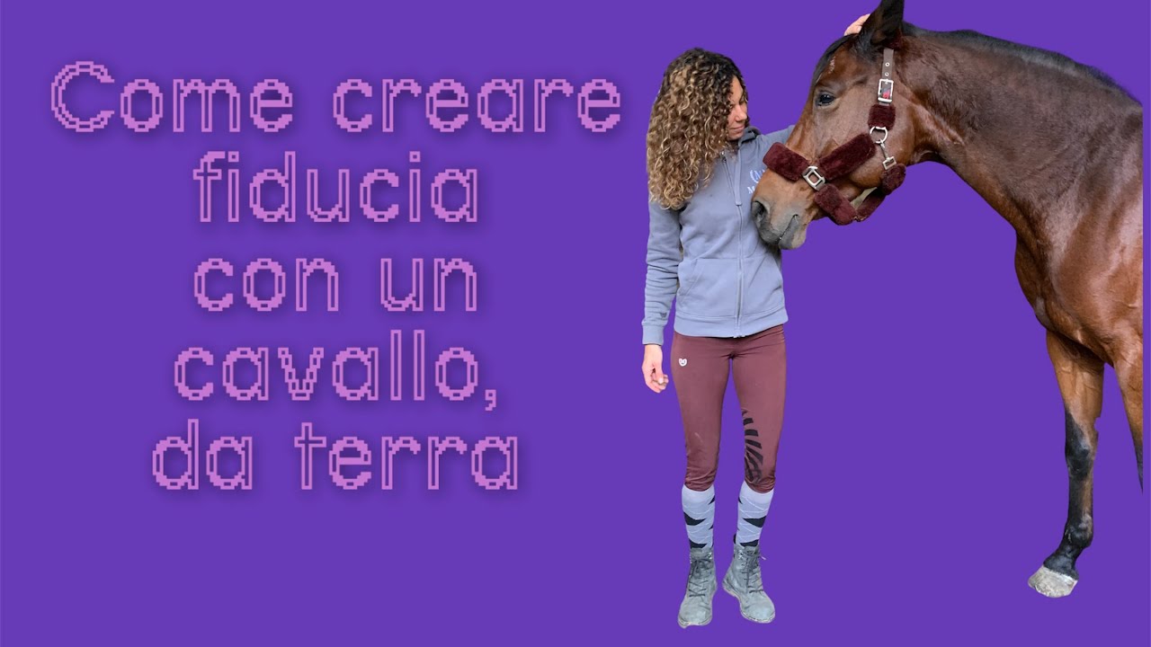 Basi per creare un rapporto di fiducia con il proprio cavallo, da terra￼