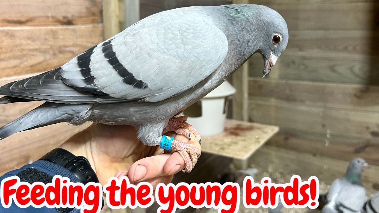 Feeding the young birds by hand - racing pigeons