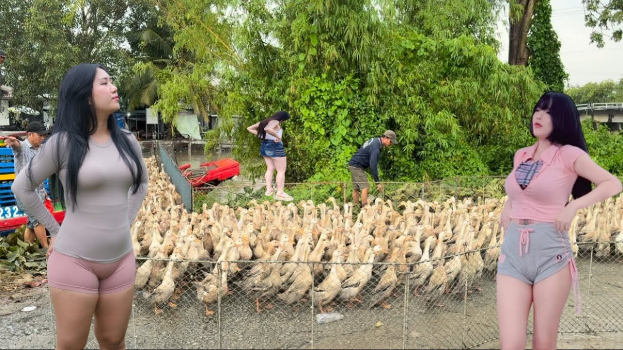 Full video: Traders inspect the flock of ducks before loading them onto the truck.