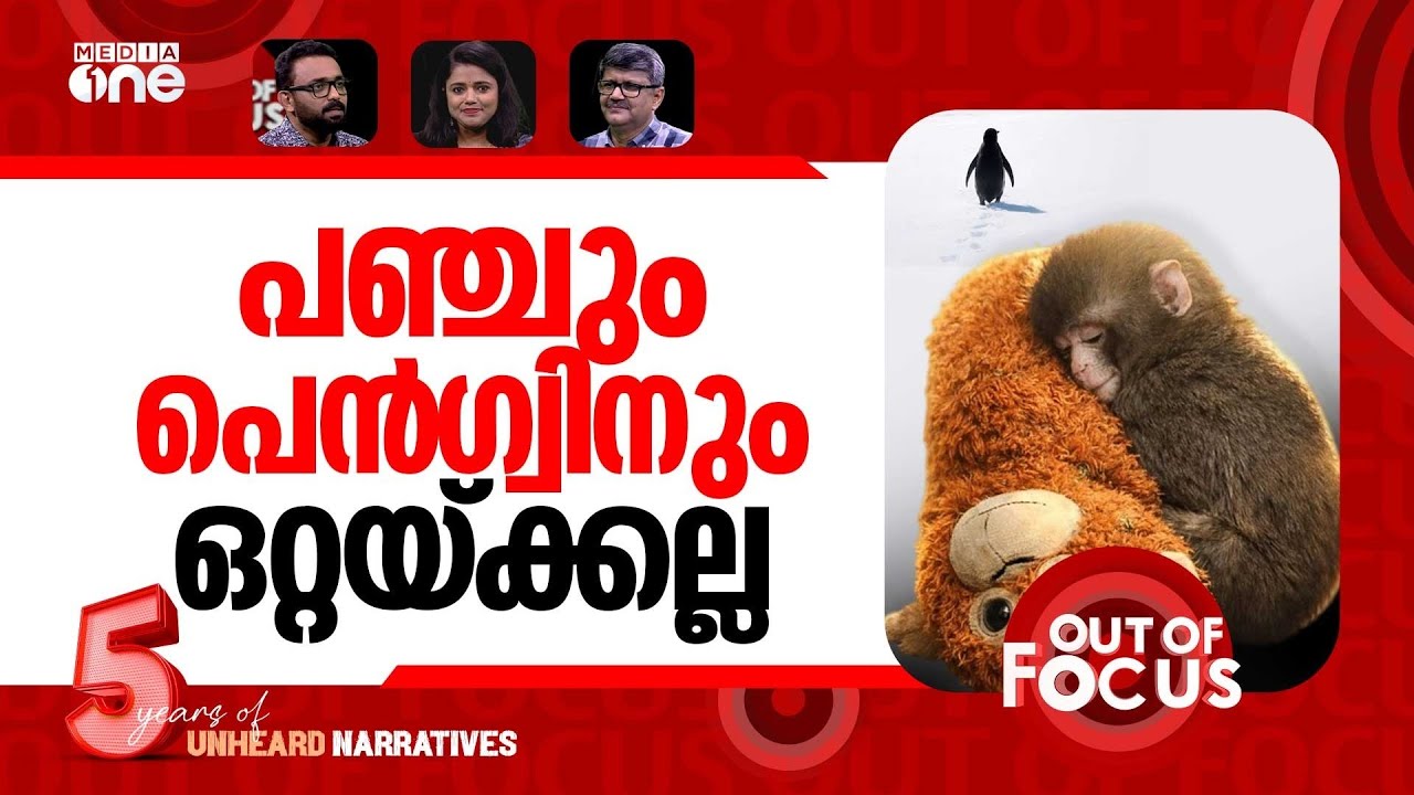 ഒറ്റക്കായ പഞ്ചും പെൻഗ്വിനും | After penguin,baby monkey Punch sparks new viral trend