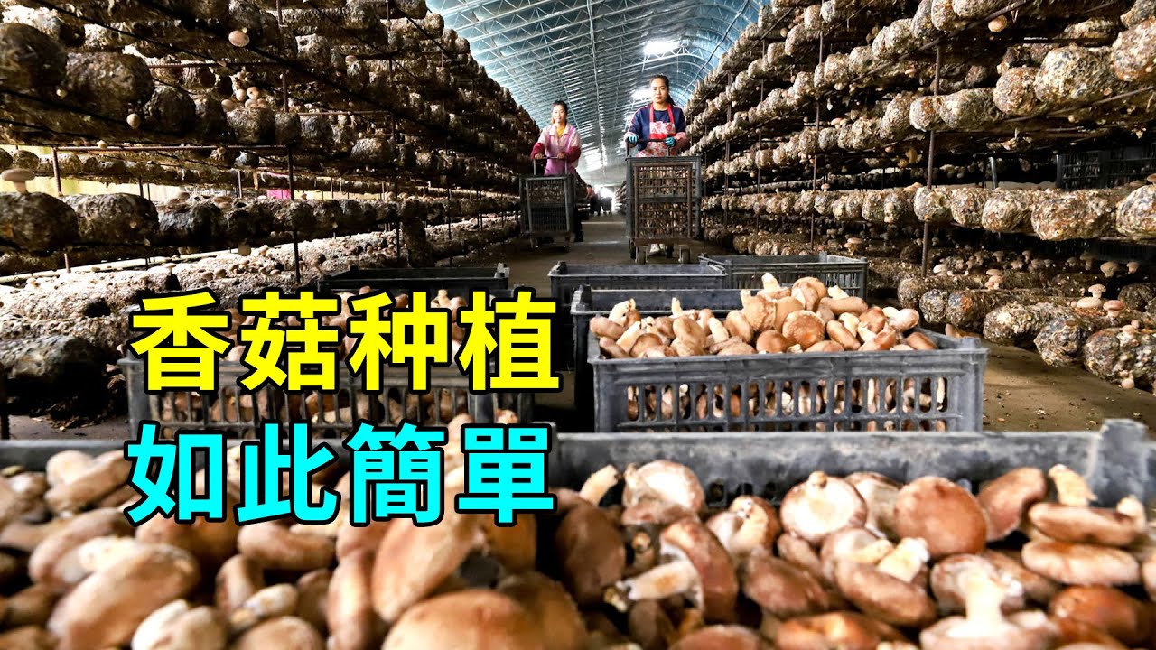 香菇的秘密，種植過程大開眼界