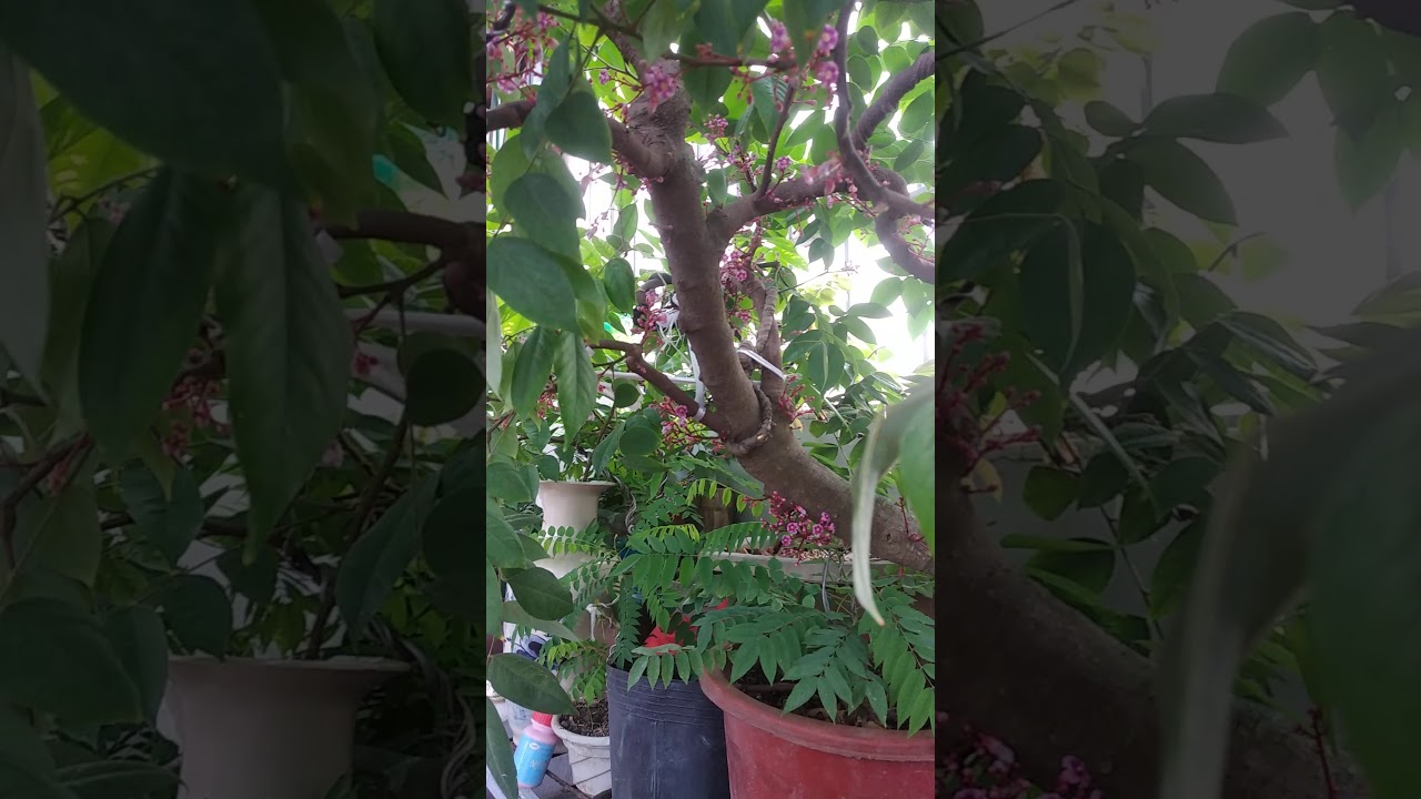 Phương pháp cho cây khế ra nhiều hoa và đậu quả