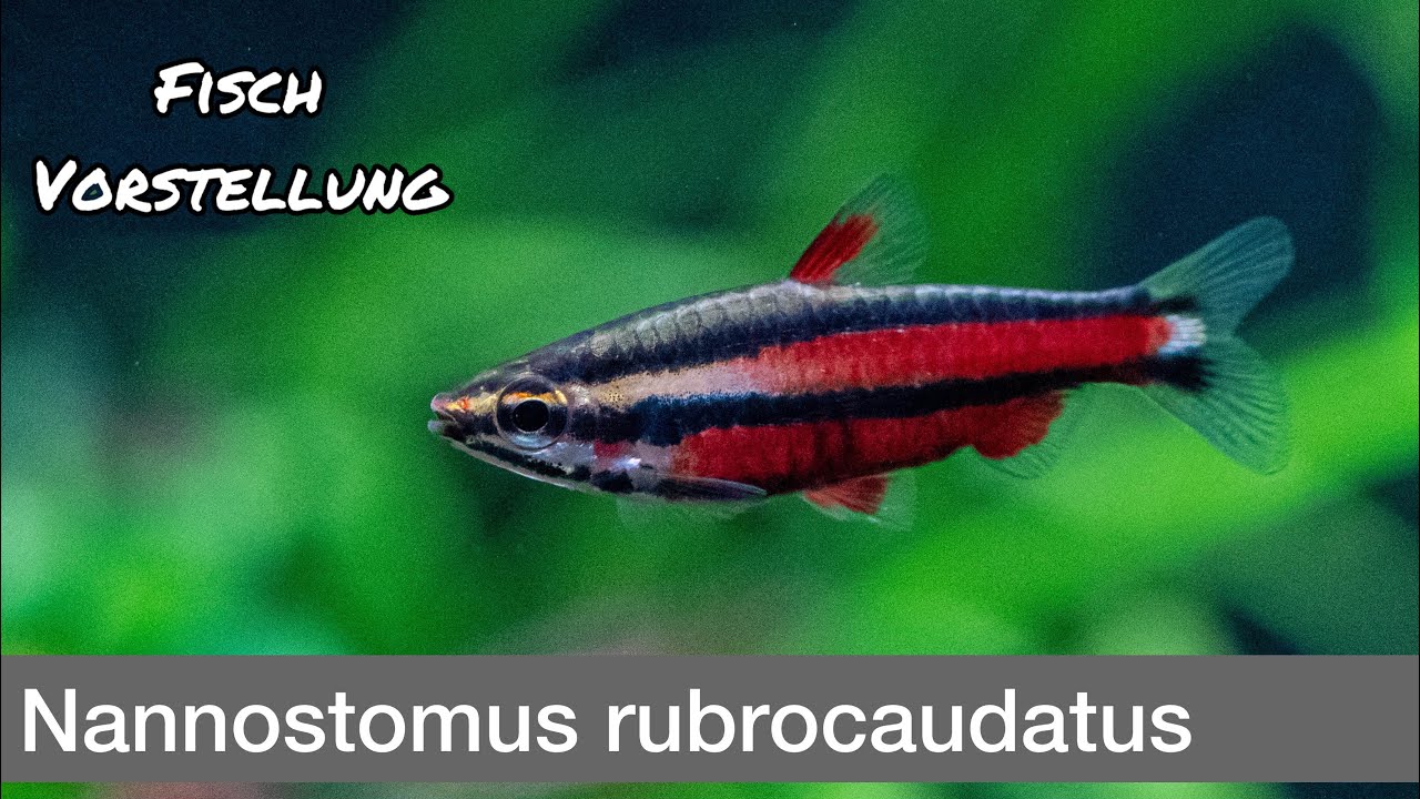 Nannostomus rubrocaudatus | Liquid Nature Fisch Vorstellung