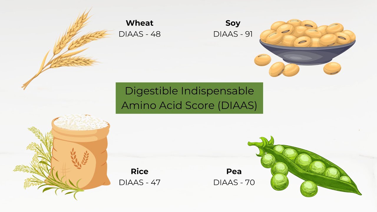 Protein Adequacy in Plant Based Dietary Scenarios | The Sustainable Nutrition Initiative&reg;