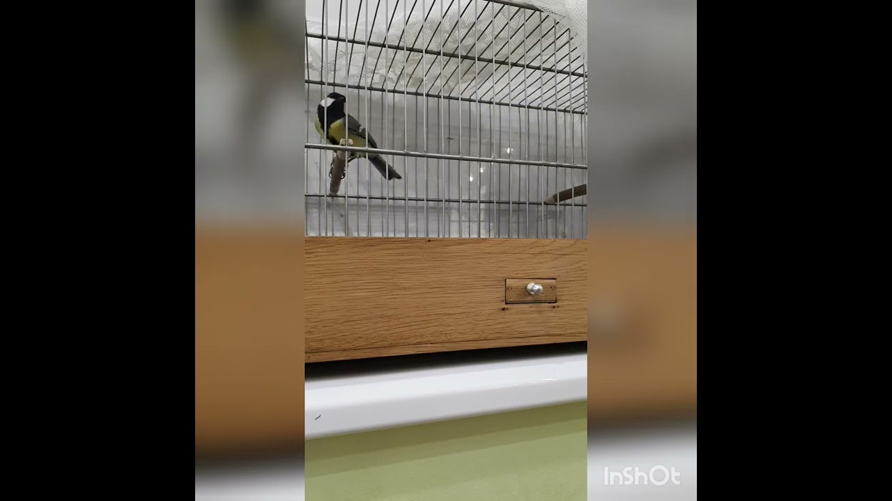 Большая синица