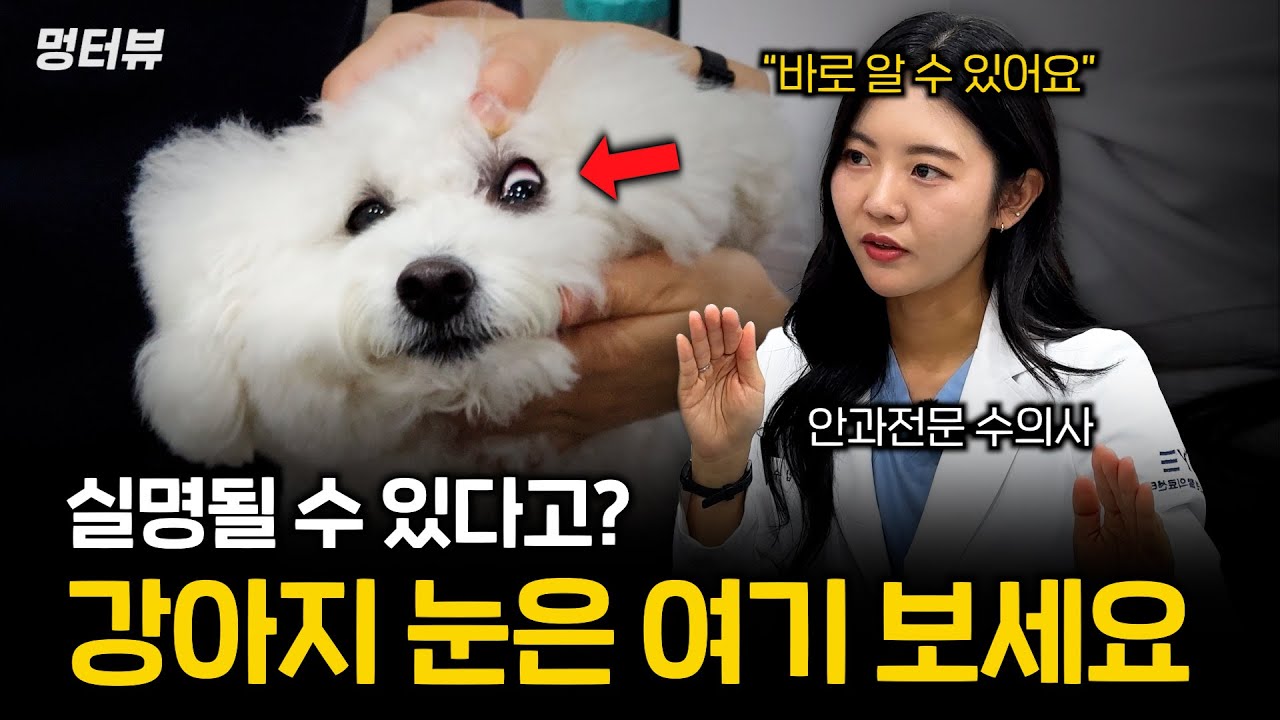 강아지 눈물자국, 백내장 모르면 늦습니다 (집에서 이렇게 관리해주세요) | 멍터뷰ep.62