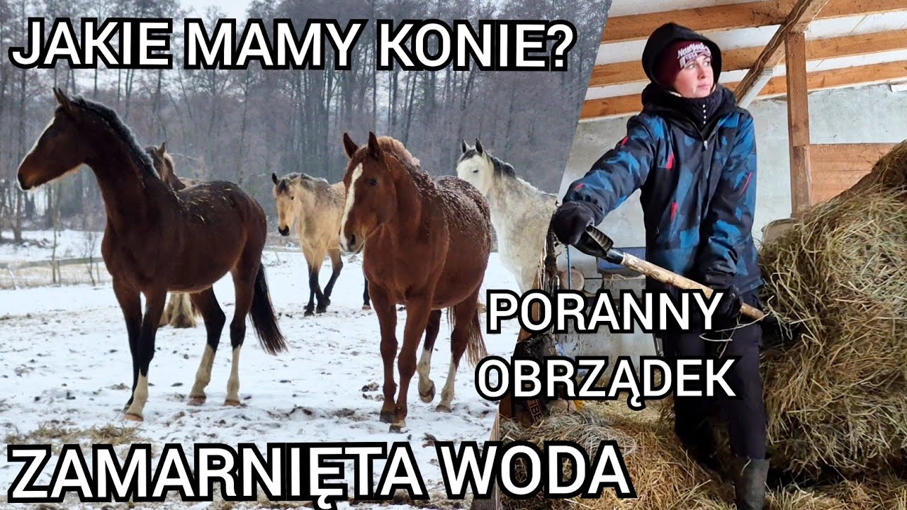 PORANNE POJENIE I KARMIENIE KONI / PRZYDOMOWA STAJNIA W ZIME 