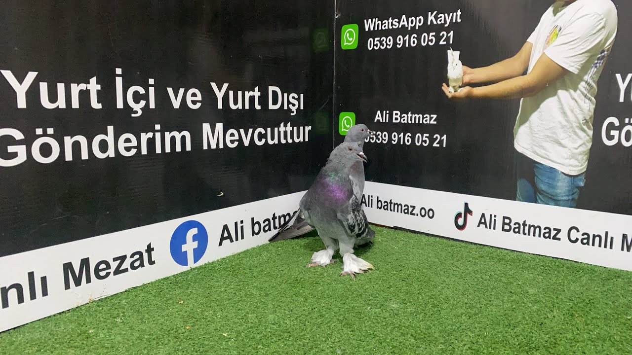 🏆 İYİ KUŞ HAZIR KIŞ İSTEYENE MEZAT BAŞLADI 🏆🏆