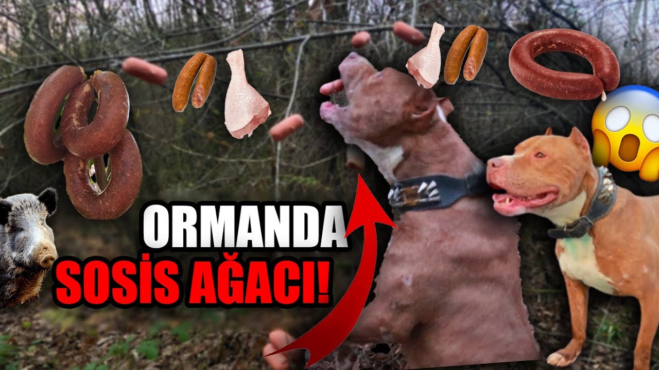 BOYKAYLA ORMANDA SOSİS AĞACI BULDUK! (KARNIMIZI DOYURDUK)
