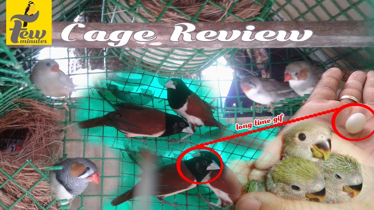 zebra finch breeding cage setup