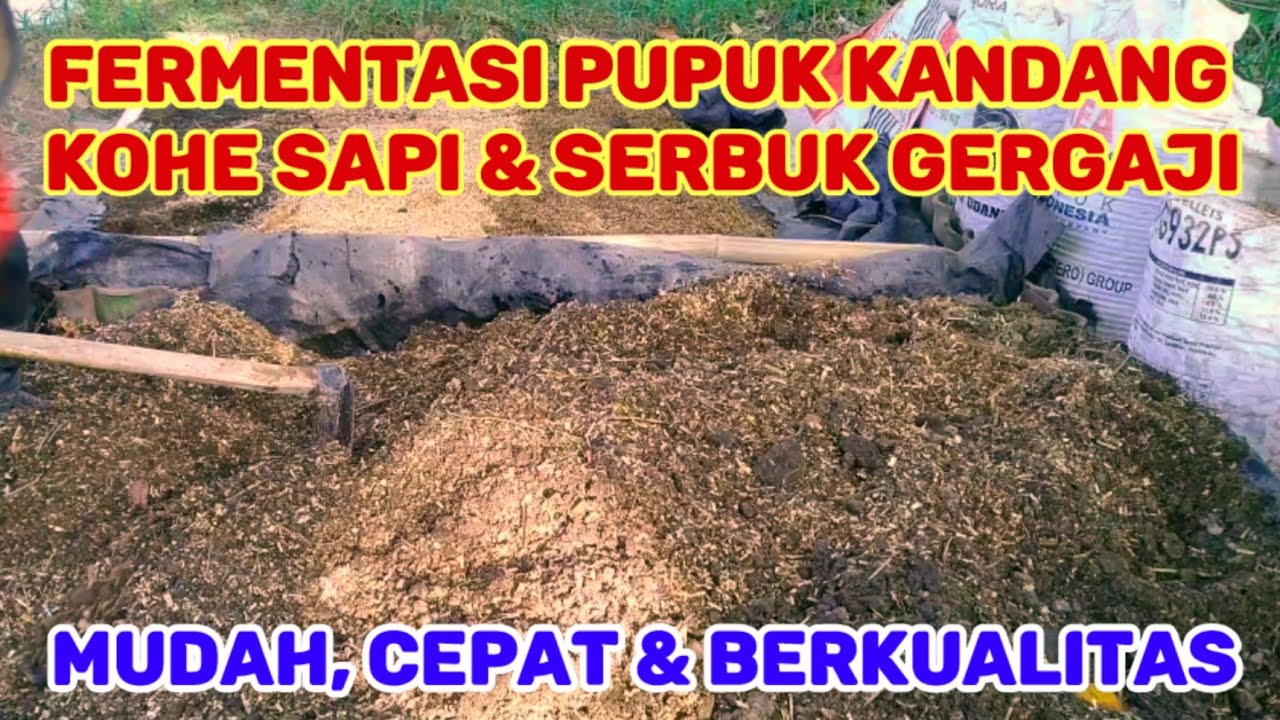 Cara Fermentasi Pupuk Kandang Dari Kotoran Sapi Dan Serbuk Gergaji