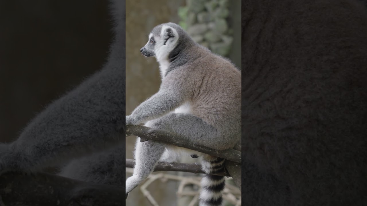 Exploring the World of Ring-Tailed Lemurs  #wildlifewatching #8kwildlife #animals #wildlife #8ktv