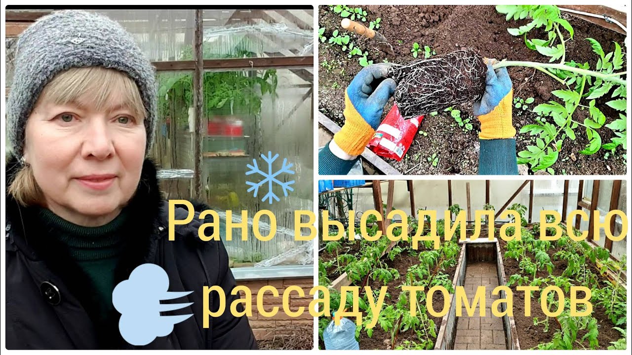 Экстрим это по нашему! Высадила всю рассаду томатов в холодный грунт!